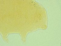 Pseudechiniscus suillus image