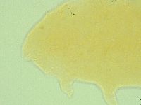 Pseudechiniscus suillus image