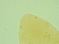 Pseudechiniscus suillus image