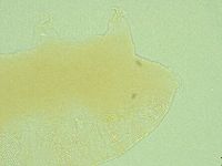 Pseudechiniscus suillus image