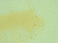 Pseudechiniscus suillus image