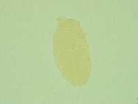 Pseudechiniscus suillus image