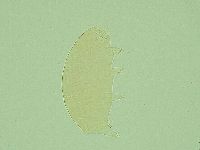 Pseudechiniscus ramazzottii image
