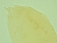 Pseudechiniscus ramazzottii image