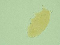 Pseudechiniscus ramazzottii image