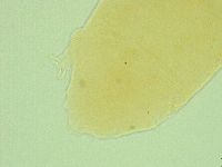 Pseudechiniscus ramazzottii facettalis image