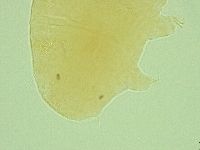 Pseudechiniscus ramazzottii image
