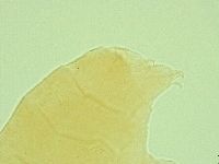 Pseudechiniscus ramazzottii facettalis image