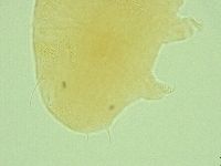 Pseudechiniscus ramazzottii facettalis image