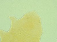 Pseudechiniscus ramazzottii image