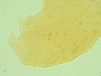 Pseudechiniscus ramazzottii image
