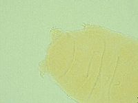 Pseudechiniscus ramazzottii facettalis image