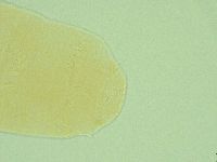 Pseudechiniscus ramazzottii facettalis image
