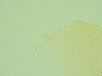 Pseudechiniscus ramazzottii image