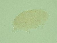 Pseudechiniscus ramazzottii image