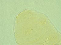 Pseudechiniscus ramazzottii image