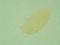 Pseudechiniscus ramazzottii image