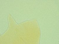 Pseudechiniscus ramazzottii facettalis image