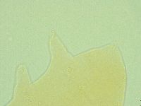 Pseudechiniscus ramazzottii image