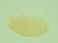 Pseudechiniscus ramazzottii facettalis image