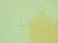 Pseudechiniscus ramazzottii image