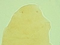 Pseudechiniscus ramazzottii facettalis image