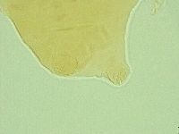 Pseudechiniscus ramazzottii image