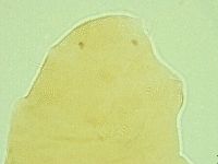 Pseudechiniscus ramazzottii image