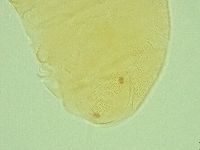 Pseudechiniscus ramazzottii image