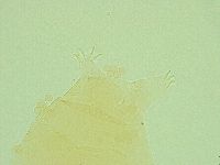 Pseudechiniscus ramazzottii image