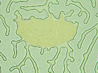 Pseudechiniscus ramazzottii image