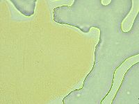 Pseudechiniscus ramazzottii image