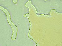 Pseudechiniscus ramazzottii image