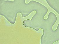 Pseudechiniscus ramazzottii image