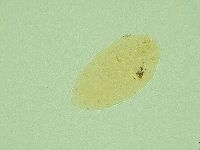 Pseudechiniscus ramazzottii facettalis image