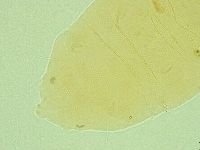 Pseudechiniscus ramazzottii facettalis image