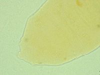 Pseudechiniscus ramazzottii facettalis image