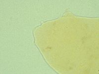 Pseudechiniscus ramazzottii image