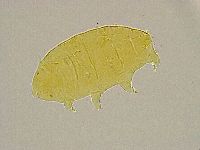 Pseudechiniscus ramazzottii facettalis image