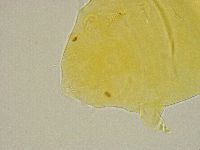 Pseudechiniscus ramazzottii image