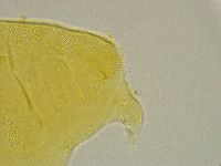 Pseudechiniscus ramazzottii facettalis image