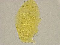 Pseudechiniscus ramazzottii image