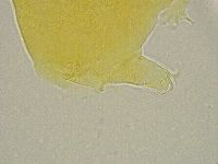 Pseudechiniscus ramazzottii facettalis image
