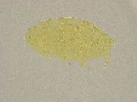 Pseudechiniscus ramazzottii image