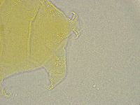 Pseudechiniscus ramazzottii image