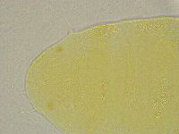Pseudechiniscus ramazzottii facettalis image