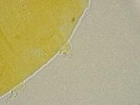 Pseudechiniscus ramazzottii image