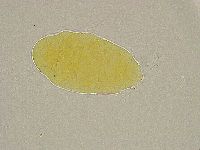 Pseudechiniscus ramazzottii image