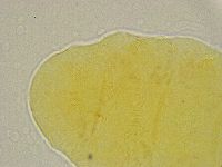 Pseudechiniscus ramazzottii image