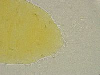 Pseudechiniscus ramazzottii facettalis image